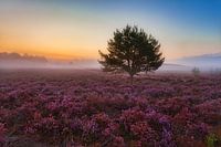 Morgendämmerung in der violetten Heidelandschaft
