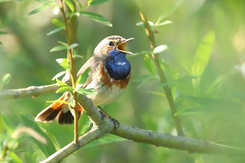 Singender Blaukehlchen von Erik Veltink fotografie
