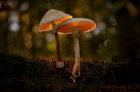 Luminous mushrooms
