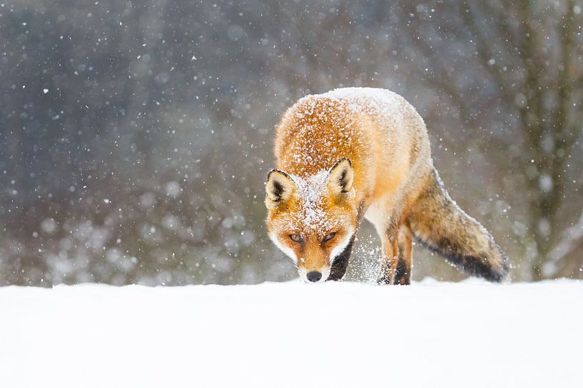 renard roux dans la neige par Pim Leijen