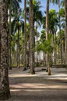 Palmengarten in Paramaribo