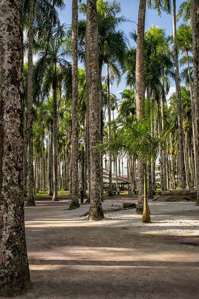 Jardin de palmiers à Paramaribo par Patricia Hofmeester