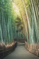 Bamboo forest
