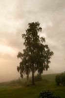 Arbre silencieux dans la brume