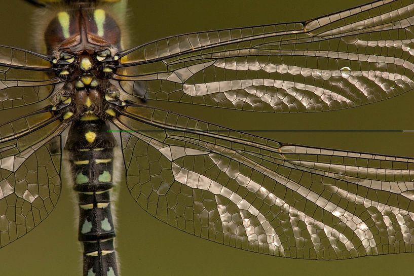 Vleugels van een libel by Johannes Klapwijk