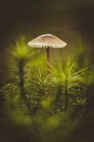 Pilze - Die stillen Wächter des Waldes