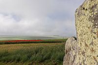 Avebury Poppy Field