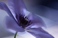 abstract flower in purple