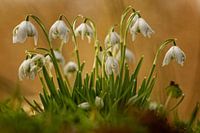 Flowering snowdrops