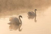 2 swans in the morning in the fog