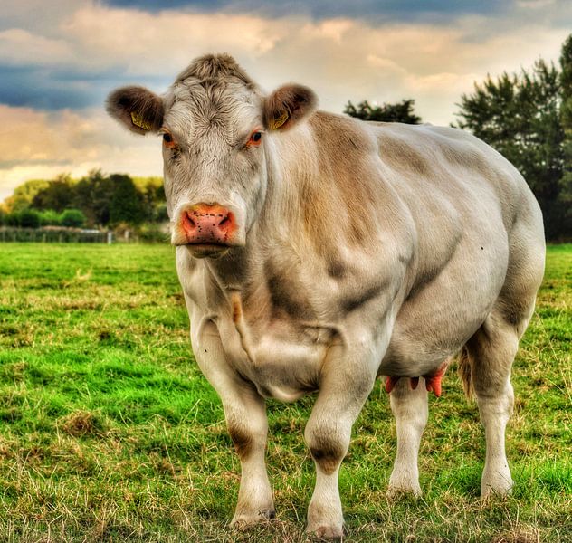 De gespierde koe. von Mariska Brouwenstijn