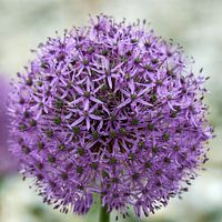 Onion bulb in the butterfly idyll