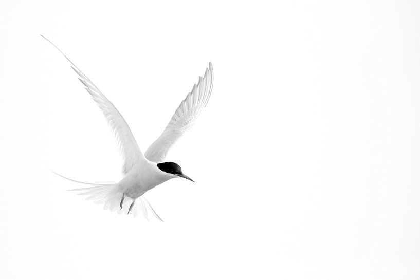 Küstenseeschwalbe von Marko Sarcevic