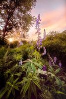 Wo die wilden Tiere sind