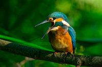 De gapende Ijsvogel.