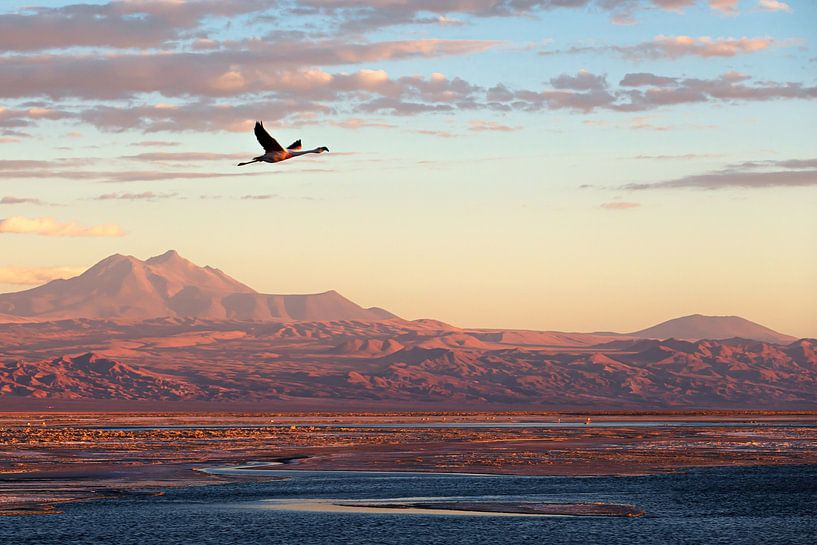 Flamingo in de Atacama woestijn van Marco Rutten