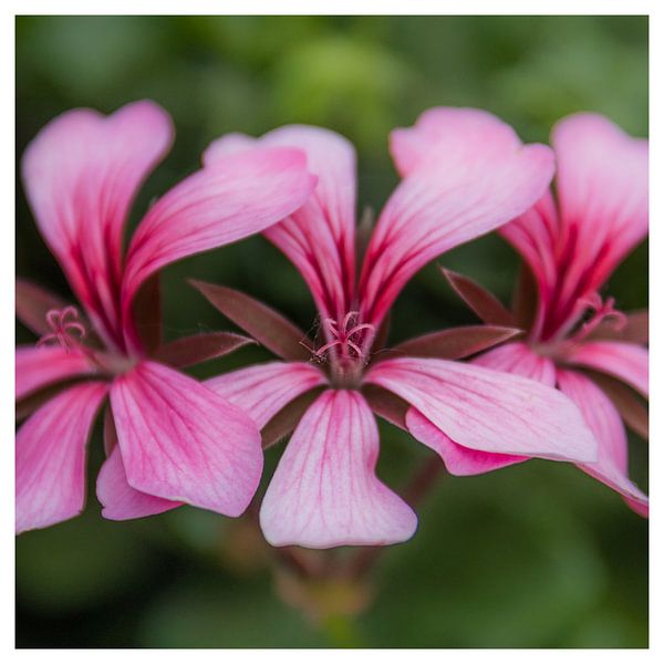 Bloemen in het vierkant van Arthur Pfaff
