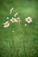 Madeliefjes in het gras