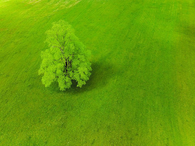 Baum auf einer frischen grünen Wiese im Logar-Tal in Slowenien von Sjoerd van der Wal Fotografie