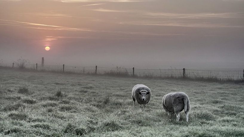 Holländische Schafe in der aufgehenden Sonne im Nebel von Antoinette Kosse