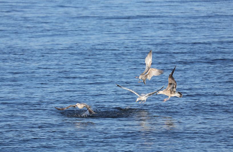 Les quatre gourmands par Heike Hultsch