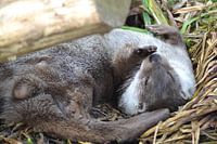 European otter lies in the grass