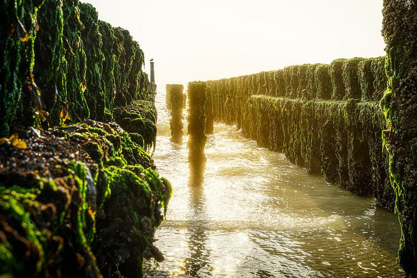 Brise-lames verts au feu d'or par Fotografiecor .nl