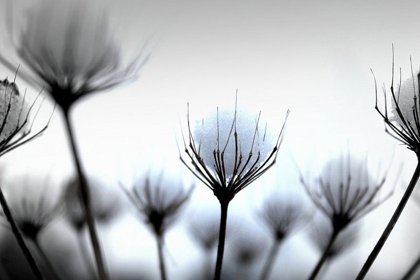 SNOWCATCHER von marleen brauers