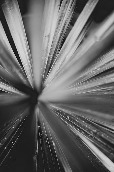 Black and white plant by Melanie Schat