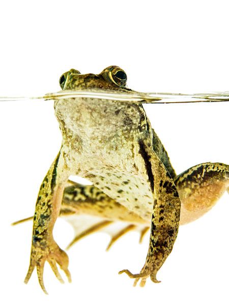 Grüner Frosch im Wasser auf einem weißen Hintergrund von Ben Schonewille
