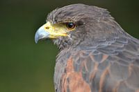 Harris Hawk