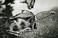 Main de l'automne 2016 