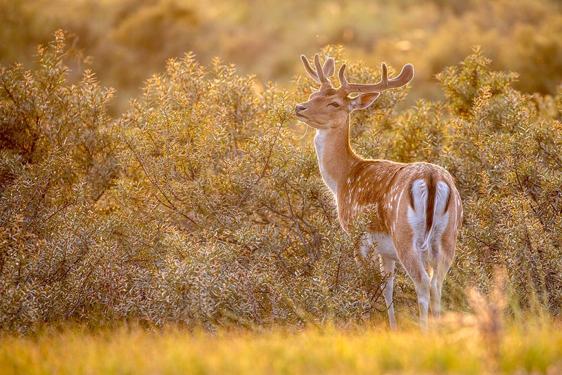 fallow deer during the golden hour by Edwin Butter