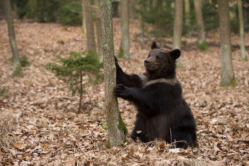 European Brown Bear ( Ursus arctos ), playful adolescent, sitting on its back in the woods. by wunderbare Erde