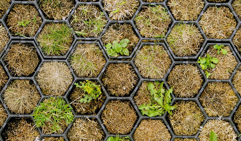 The power of nature by Birgitte Bergman