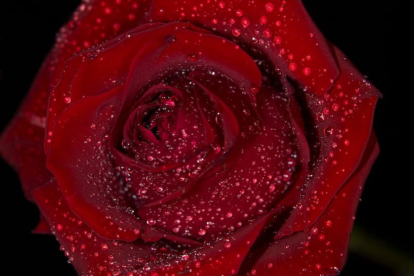 Roos met waterdruppels von Eddy Verveer