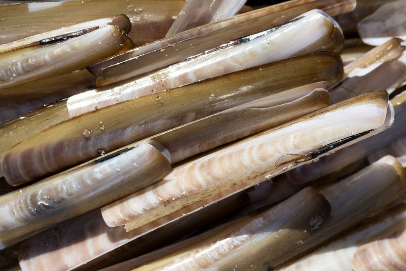 Des coquillages sur la plage par Sander Groenendijk
