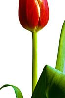 Rode tulp tegen een witte achtergrond