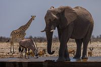 La Namibie : une terre d'extrêmes et de beauté à couper le souffle.