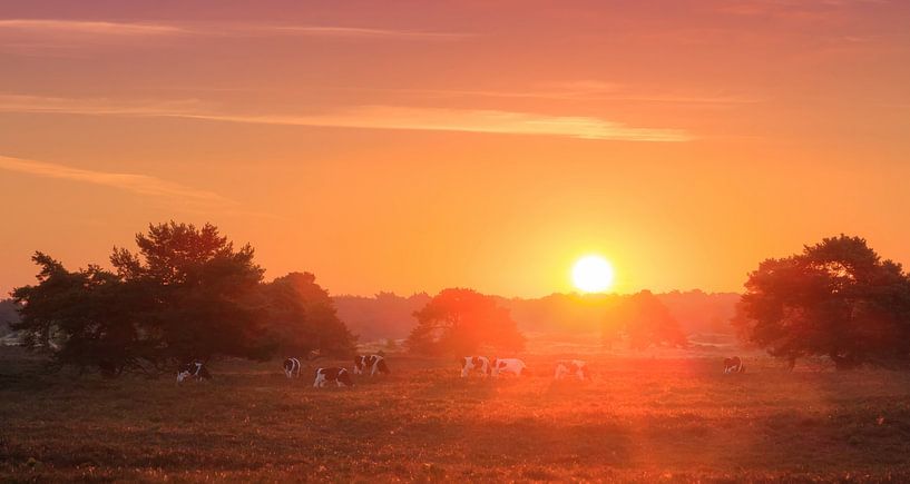 Veluwe  zonsopkomst panorama by Dennis van de Water