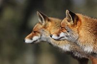 Deux renards côte à côte