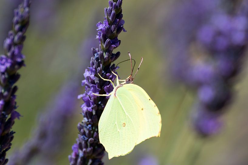 vlinder op lavendel by Jolanda van Eek en Ron de Jong
