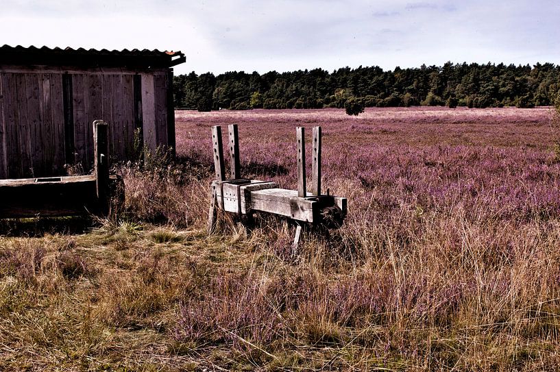 luneburger heide  par Groothuizen Foto Art