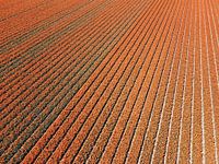 Orangefarbenes Meer von Zwiebeln