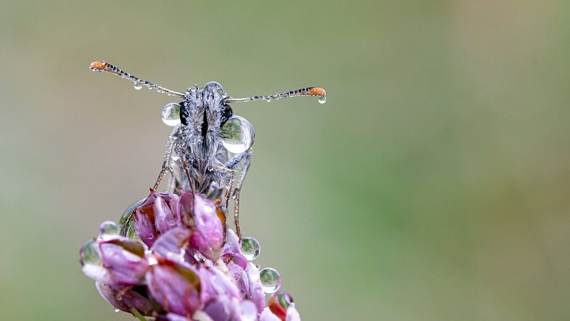 Vlinder in dauw van Bastian Boogaard