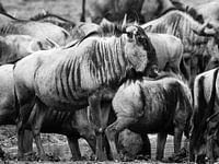 Wildebeest on his guard