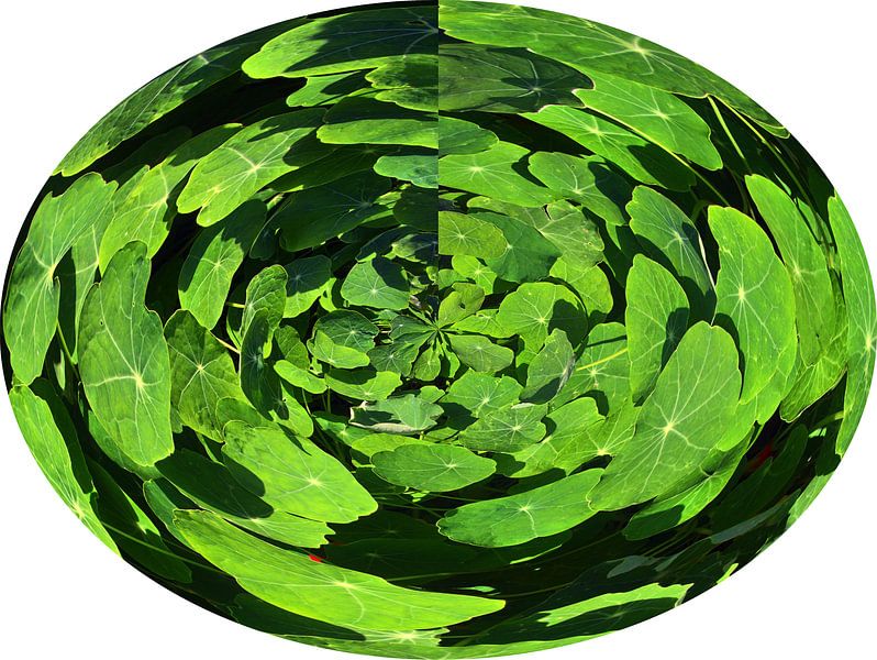 Capucine par Edgar Schermaul