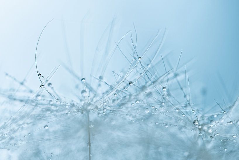 Délicates gouttelettes d'eau sur le duvet de pissenlit par Nanda Bussers