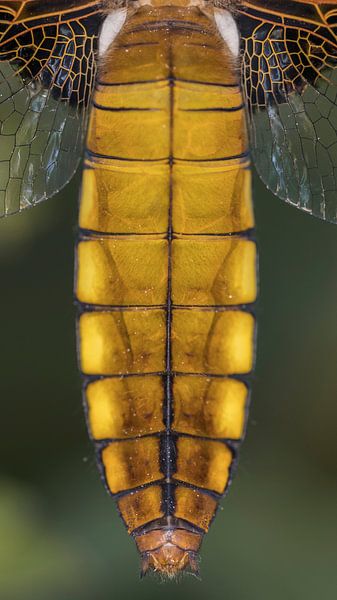 Platbuik libel close-up von Frank van Middelkoop