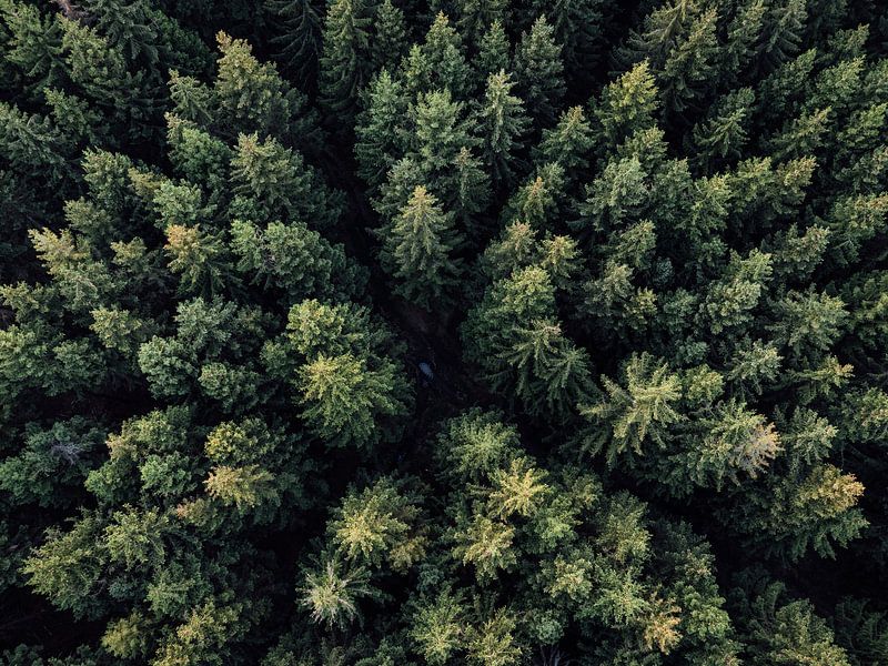 Wald Landschaft Luftaufnahme von Oliver Henze